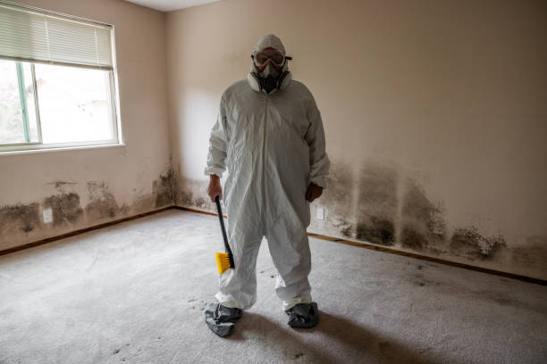 Attic Mold Removal in Minneapolis, MN