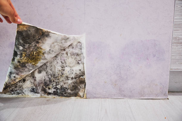 Best Black Mold Removal  in Minneapolis, MN